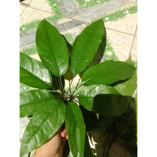 Lá Đắng tươi 500g ,1kg(Lá Lằng, Chân Chim)