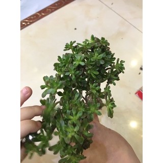 Sen đá thân thụ mới
