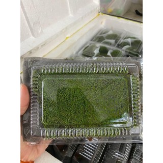 Rêu mini fiss lá nước trải nền 1 tấm