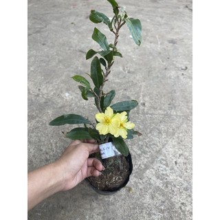 Cây giống hoa mai màu trắng kem