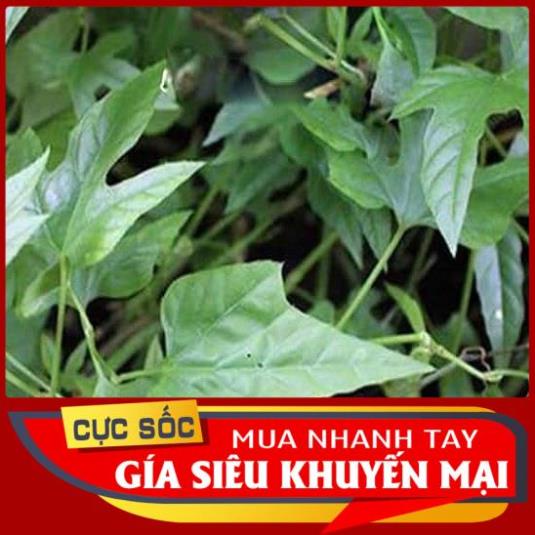 Cây Chìa Vôi Tươi - Hàng chất lượng