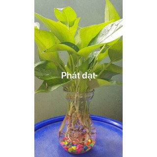 Trầu bà thái thuỷ sinh