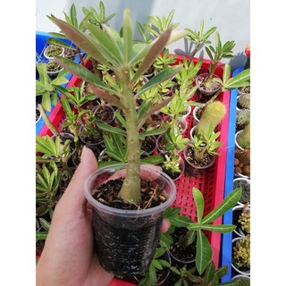 Cây sứ con giống
