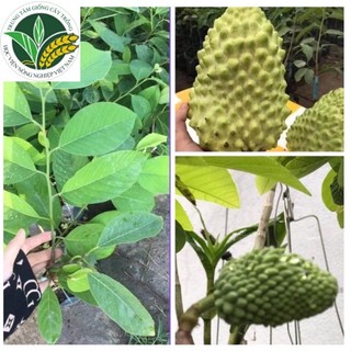 Cây na sầu riêng 6 tháng cho hoa