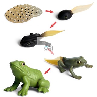 Học liệu Montessori - Mô hình vòng đời của ếch - Frog life cycle