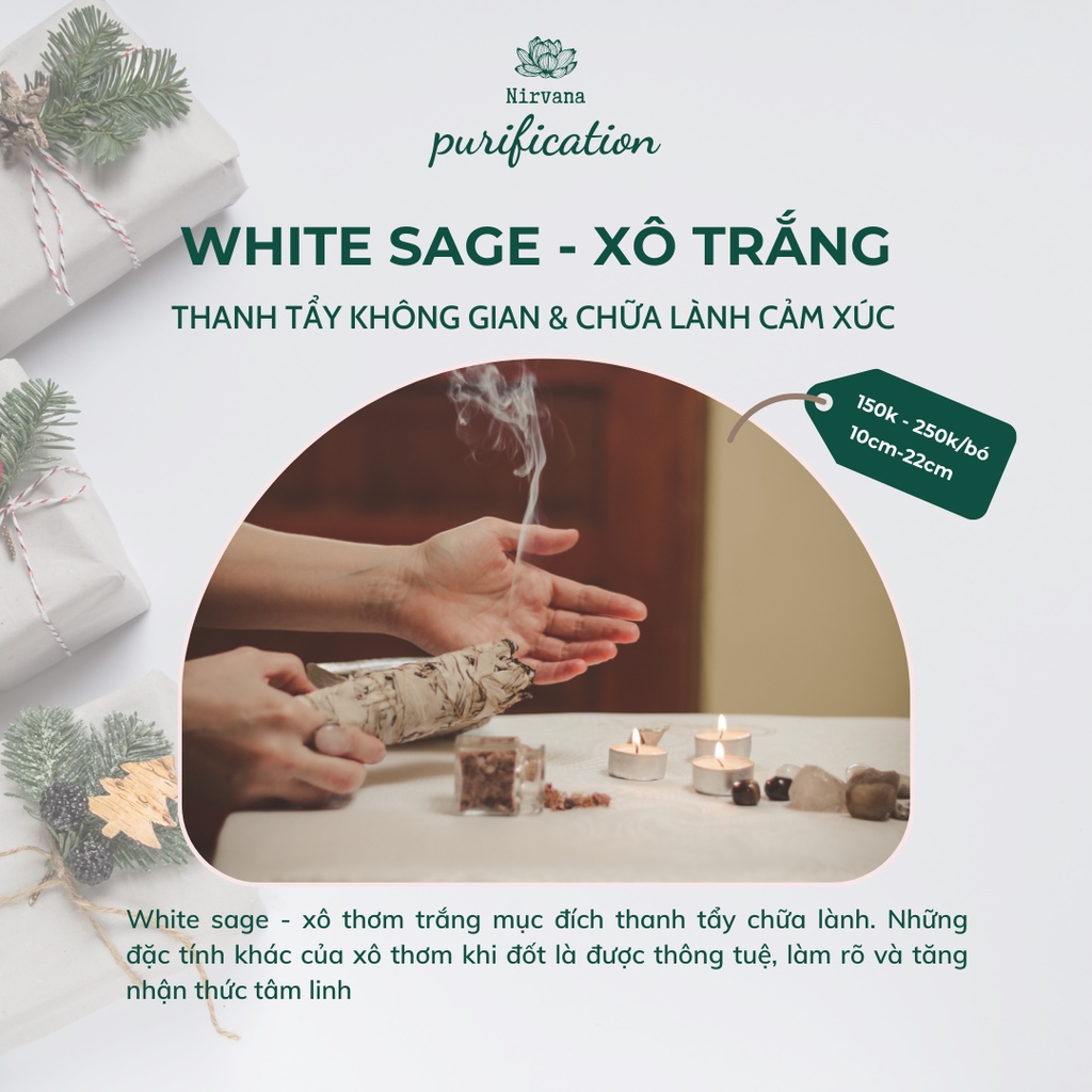 Xô trắng - White sage - Thanh tẩy không gian