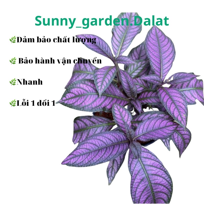 Chậu persian shield - gấm phụng hoàng