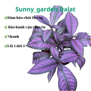 Chậu mềm persian shield - gấm phụng hoàng