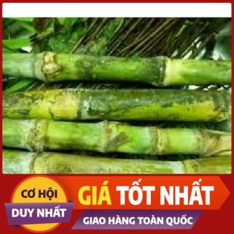 1kg Mía Lau tươi - Hàng có sẵn