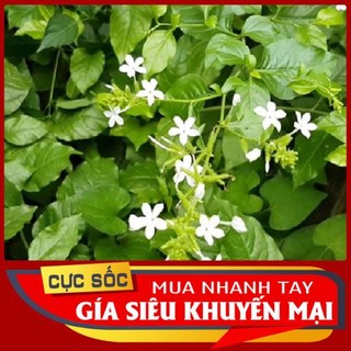 Lá bạch hoa xà tươi 1kg