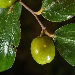 Lá Táo tươi 1kg