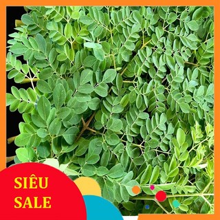 Lá Chùm Ngây tươi 1kg. trùm ngây