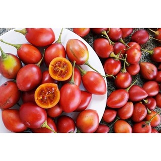 Cây cà chua thân gỗ  (có bảo hành được kiểm tra hàng)