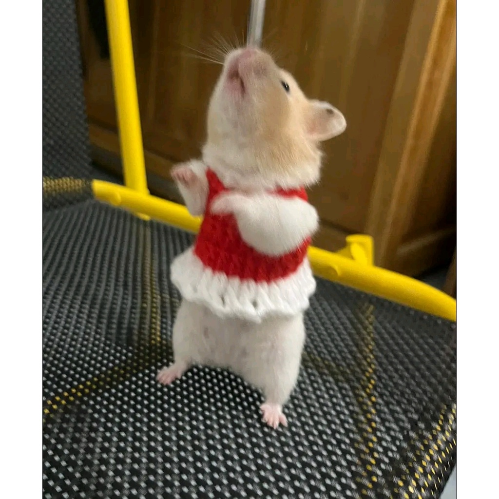 Mũ nón , váy áo cho chuột Hamster