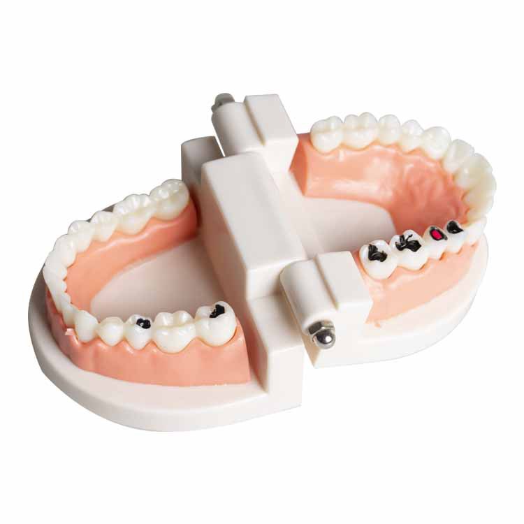 MÔ HÌNH HÀM RĂNG Montessori dạy bé vệ sinh răng miệng