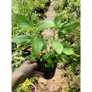 Chậu mềm rau bầu đất