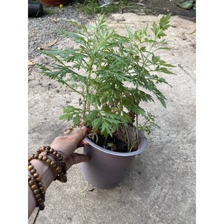 Chậu cây Ngải Cứu, thuốc cứu, ngải diệp - Artemisia vulgaris