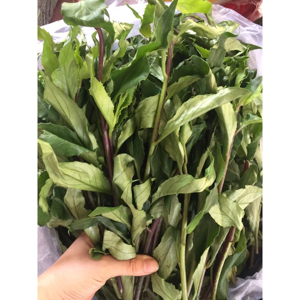 COMBO 3 KG RAU LỦI  - ĐẶC SẢN TÂY NGUYÊN