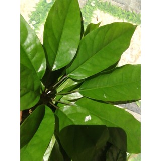 Lá Đắng tươi 500g ,1kg(Lá Lằng, Chân Chim)