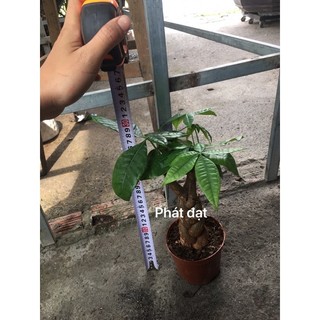 Cây kim ngân bím to
