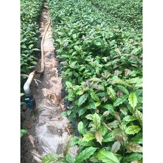 🌿 COMBO 5 CÂY XẠ ĐEN HÒA BÌNH – GIỐNG CHUẨN, DỄ TRỒNG, SINH TRƯỞNG KHỎE 🌿
