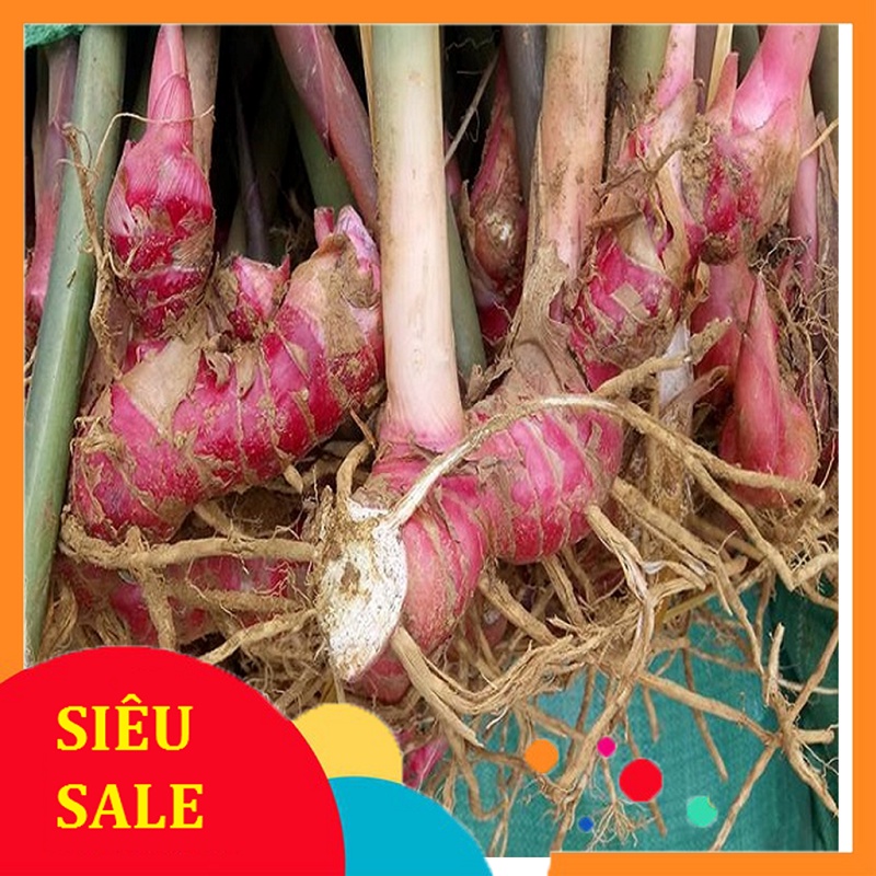 500gram củ giềng đo tươi
