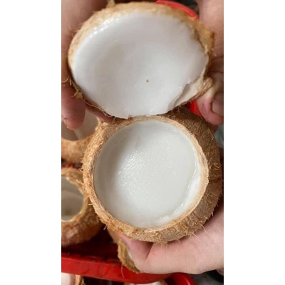 RAU CÂU TRÁI DỪA làm sẵn