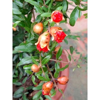Cây Lựu lùn Ấn Độ trồng chậu