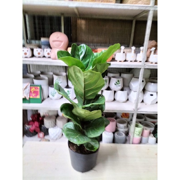 Cây bàng singapore loại 1 nhánh cao 60-80cm