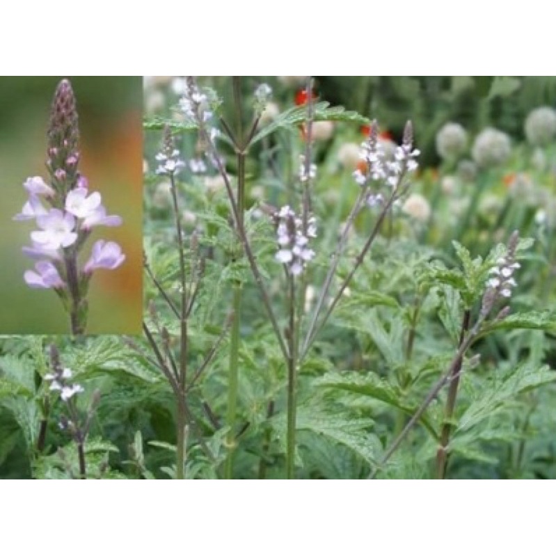 Cỏ Roi Ngựa khô loại 1