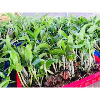 Hoa Lan Dendro Màu Nắng hàng thanh lý nhổ chậu, 1 khóm cây tươi đẹp từ 2-3 thân