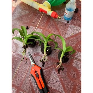 KEO LIỀN DA MỸ TIẾN