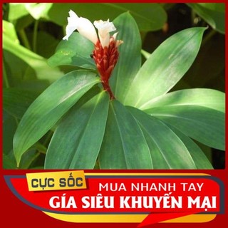 Lá cát lòi tươi 1kg
