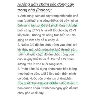 Chậu bướm đêm- Red butterfly Wing