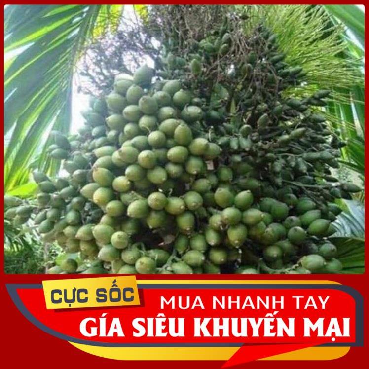 Trái Cau Kiểng  1kg