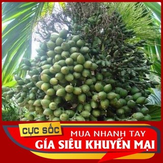 Trái Cau Kiểng (Quả Cau Kiểng) 1kg [Thảo Dược Ngọc Ánh]