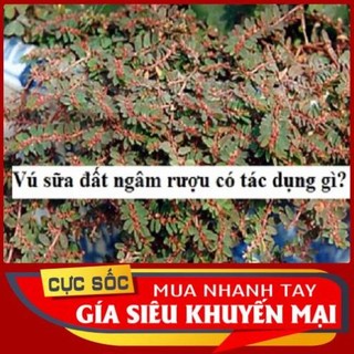 1kg Cây Vú Sữa Đất tươi [Thảo Dược Ngọc Ánh]