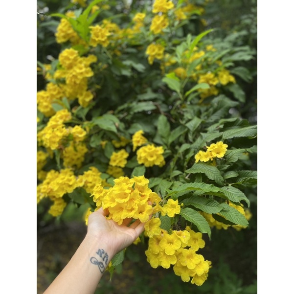 Hạt giống hoa chuông vàng tự thu