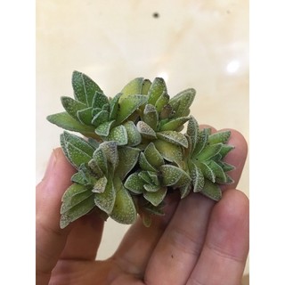 sen vảy nhám