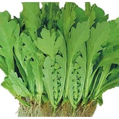 HẠT GIỐNG CẢI CÚC NẾP THÁI (la to)