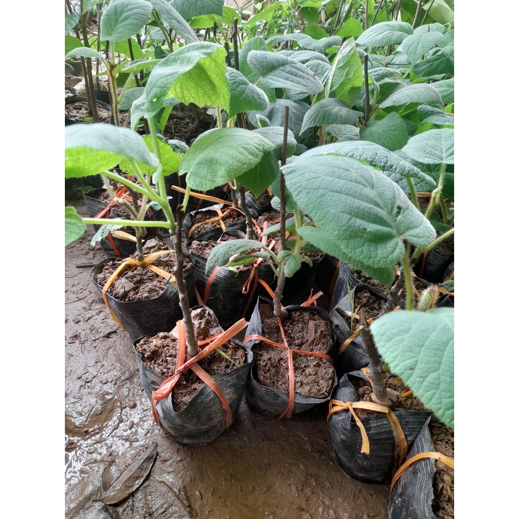 Cây Kiwi Giống Cây F1 sinh trưởng nhanh+Tặng kèm phân trùn quế