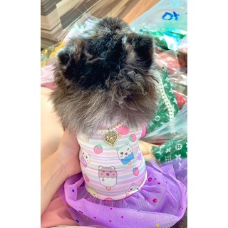 ĐẦM REN THUN THÚ CƯNG