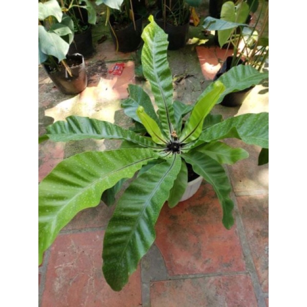 Cây tổ phụng Size đại