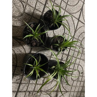 Cây Dứa ,Cây Thơm Kiểng Baby,mini ( trung ,chưa trái )