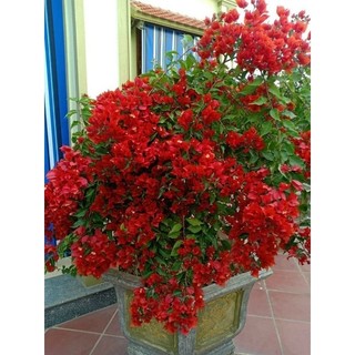Cây 🌲 Giấy thái .... đỏ cờ ( siêu hoa) leo