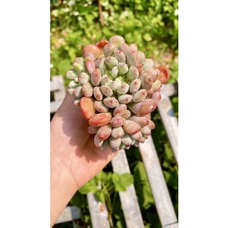 sen đá sỏi tuyết