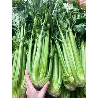 Cây cần tây sống nguyên chất ❤️ LOẠI VIP❤️ 1kg