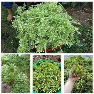 500g Hoa Đu Đủ Đực Sấy Lạnh