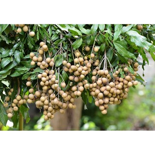 Cây giống nhãn tiêu da bò
