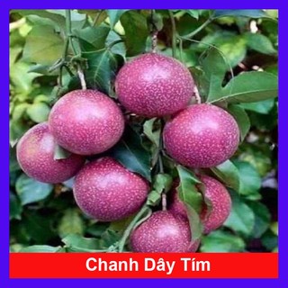 Chanh dây tím ( chanh leo )